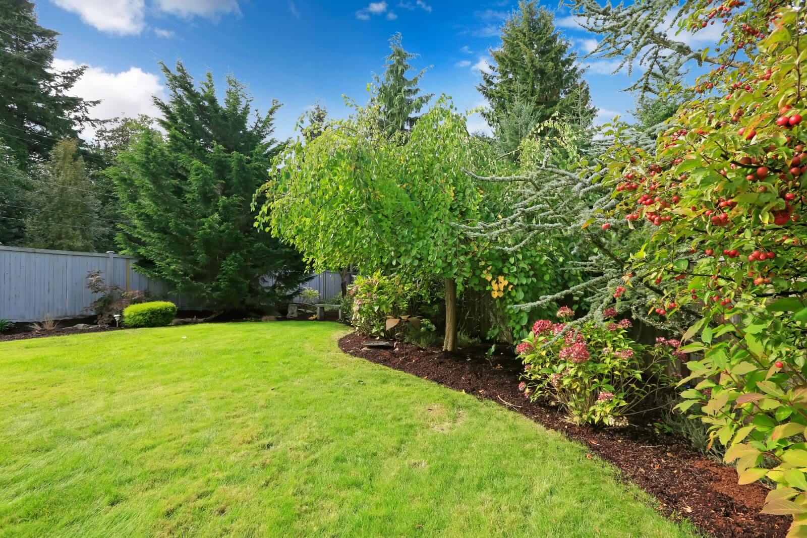 Garden Grass and Trees