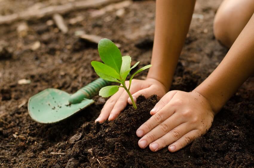 Planting Plant