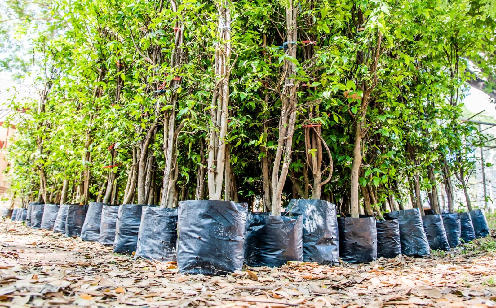 Tree Nursery